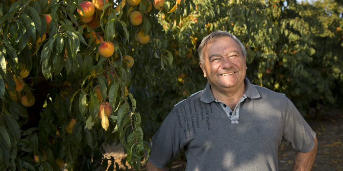 Ja veuràs, ja, com són de bons els plumcots d’en Miquel!