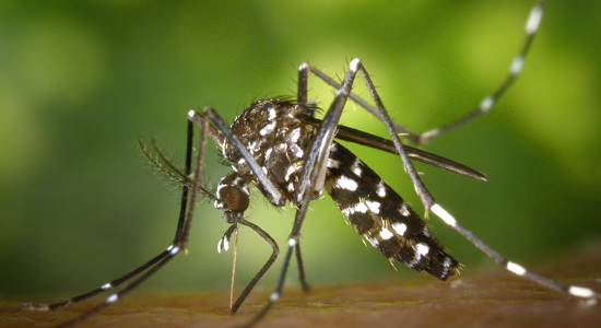 tiger-mosquito-mosquito-asian-tigermucke-sting-86722