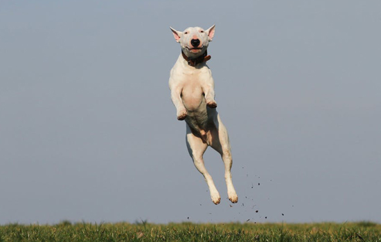 dog-training-joy-fun-159692