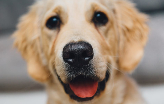 night-animal-dog-pet