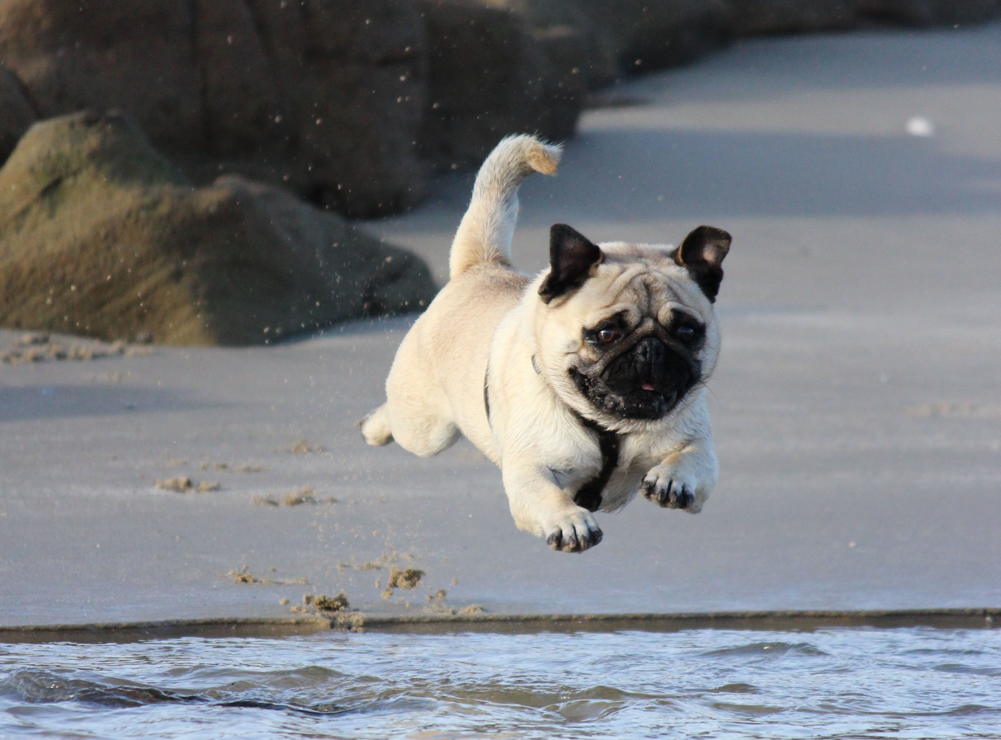 mascotes durant les vacances